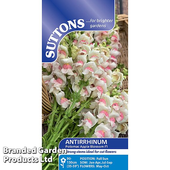 Antirrhinum majus Potomac Apple Blossom F1 Seeds