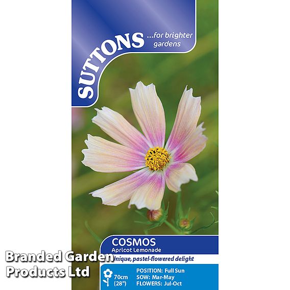 Cosmos 'Apricot Lemonade' - Seeds