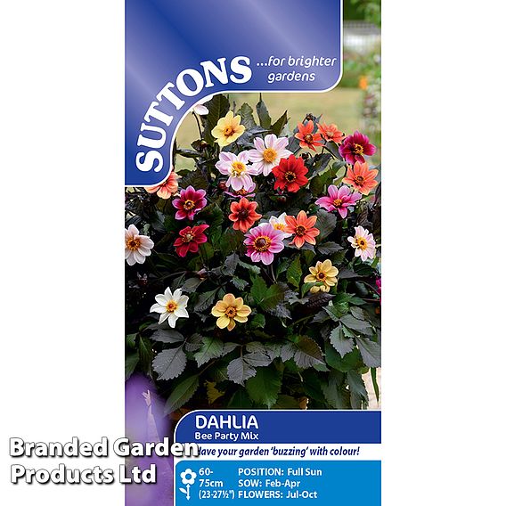 Dahlia 'Bee Party' - Seeds