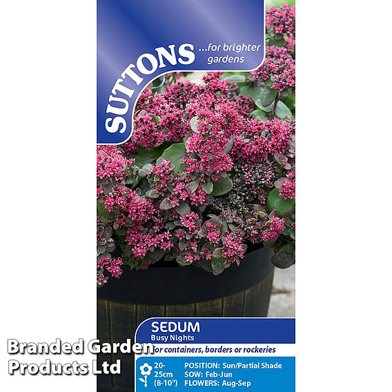 Sedum 'Busy Nights' - Seeds