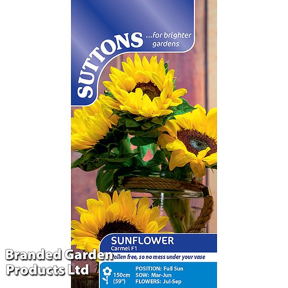 Sunflower Carmel F1 - Seeds