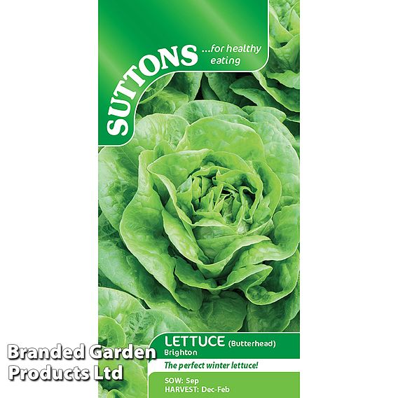 Lettuce Brighton (Winter Butterhead) Seeds