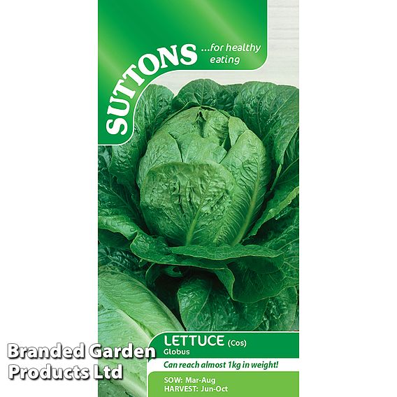 Lettuce Globus (Cos) - Seeds