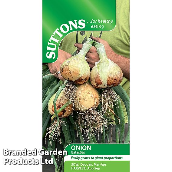 Onion Galacticus - Seeds