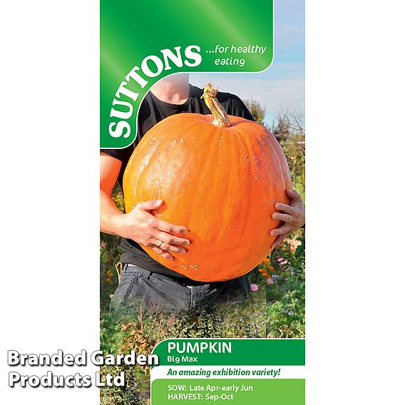 Pumpkin (Cucurbita maxima) Big Max - Seeds