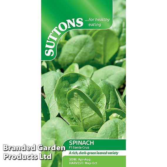 Spinach Santa Cruz F1 - Seeds