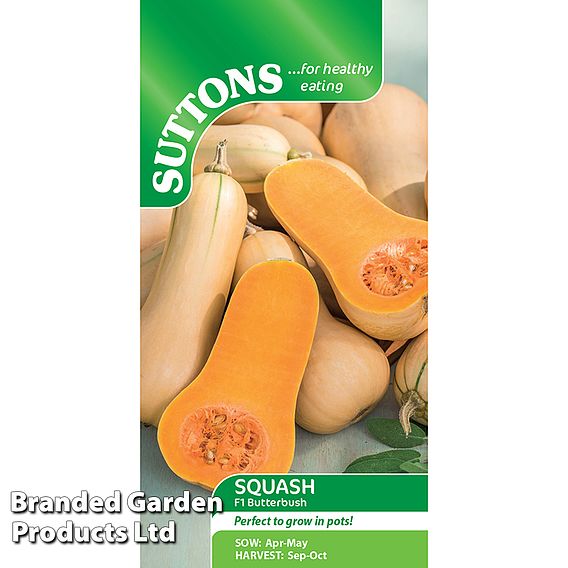 Butternut Squash Butterbush F1 (Winter) Seeds