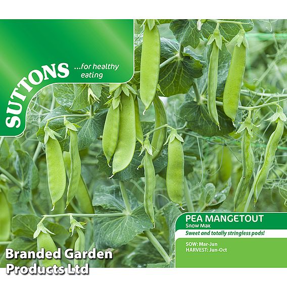 Pea Snow Max (Mangetout) - Seeds