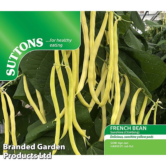 Climbing French Bean 'Sunshine' - Seeds