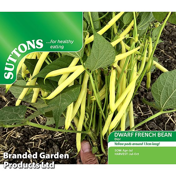 Dwarf French Bean 'Dior' - Seeds