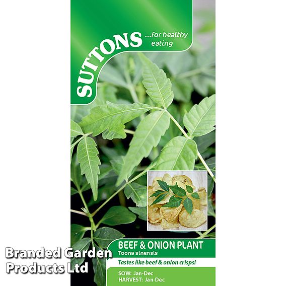 Beef and Onion Plant - Seeds