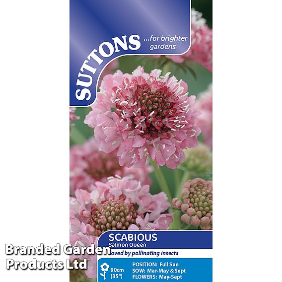 Scabiosa 'Salmon Queen' - Seeds