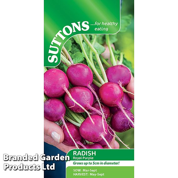 Radish 'Royal Purple' - Seeds