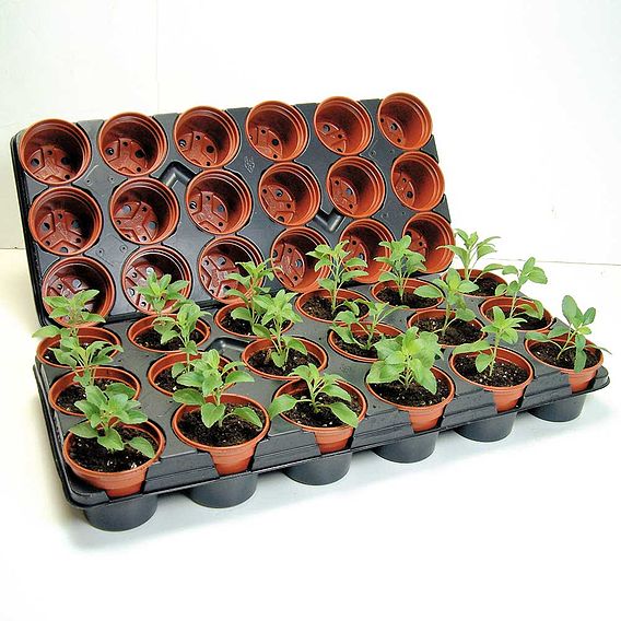 Growing-on Trays & Pots (Large)