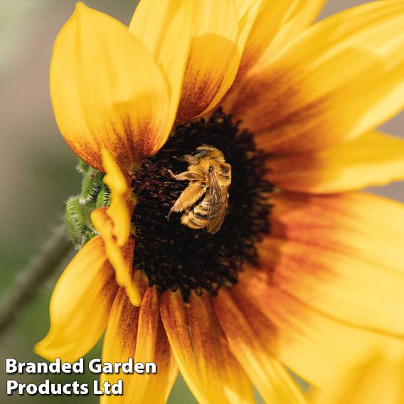 Sunflower SunBelievable™ 'Brown Eyed Girl'