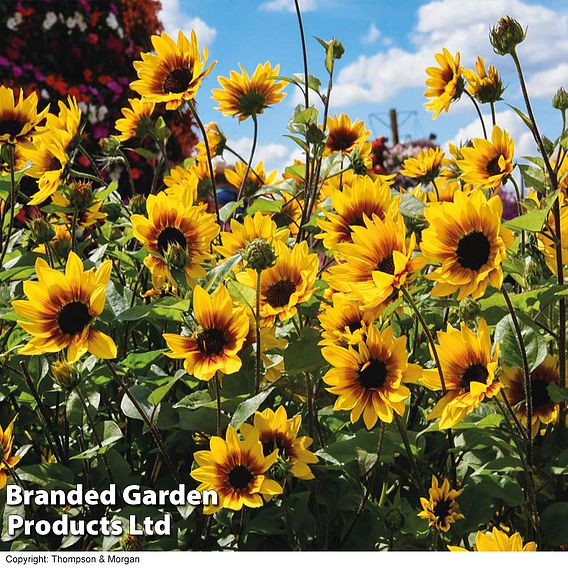 Sunflower SunBelievable™ 'Brown Eyed Girl'