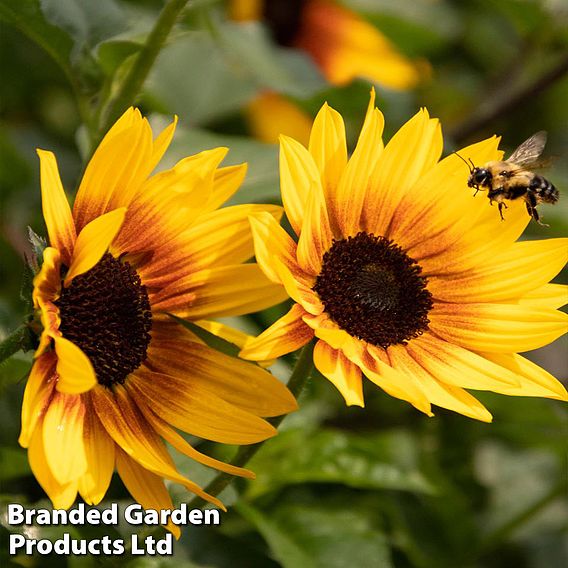 Sunflower SunBelievable™ 'Brown Eyed Girl'