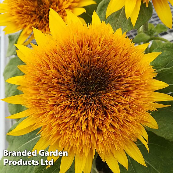 Sunflower 'Fire Fox' - Seeds