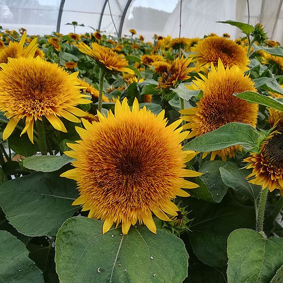 Sunflower 'Fire Fox' - Seeds