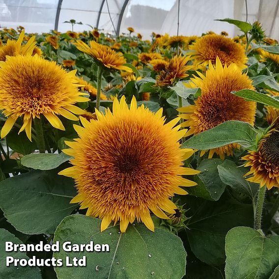 Sunflower 'Fire Fox' - Seeds