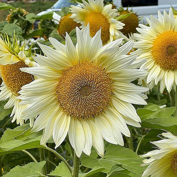 Sunflower Pro Cut 'White Lite' F1 - Seeds