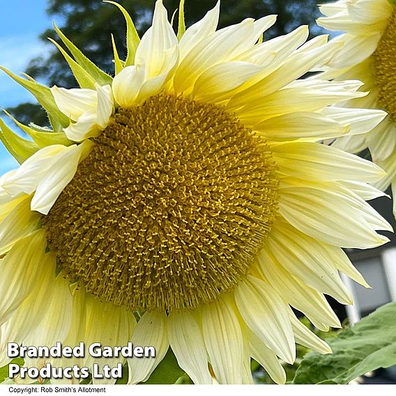 Sunflower Pro Cut 'White Lite' F1 - Seeds