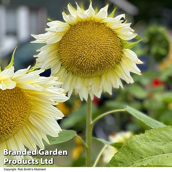 Sunflower Pro Cut 'White Lite' F1 - Seeds