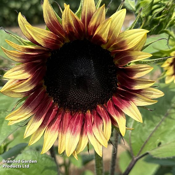 Sunflower 'Ruby Eclipse' F1 - Seeds