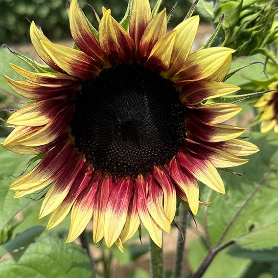 Sunflower 'Ruby Eclipse' F1 - Seeds