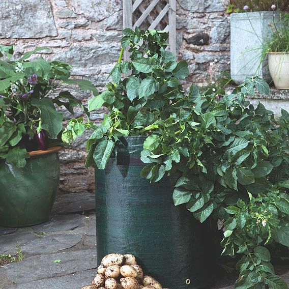 Seed Potatoes - Patio Potato Growing Kit