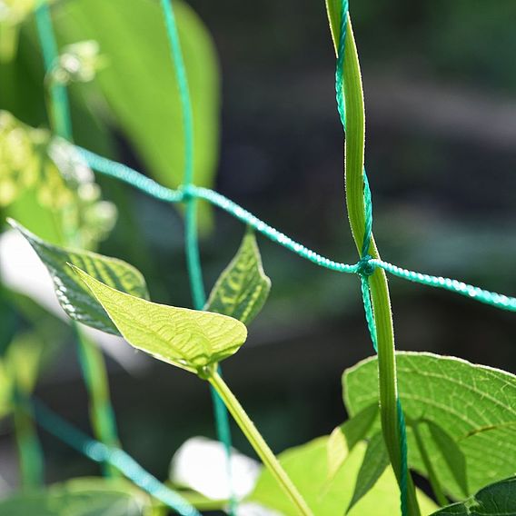 Garden Gear Pea & Bean Tunnel 1.8 x 1.8m