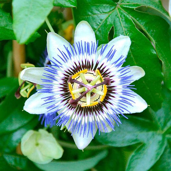 Passiflora caerulea