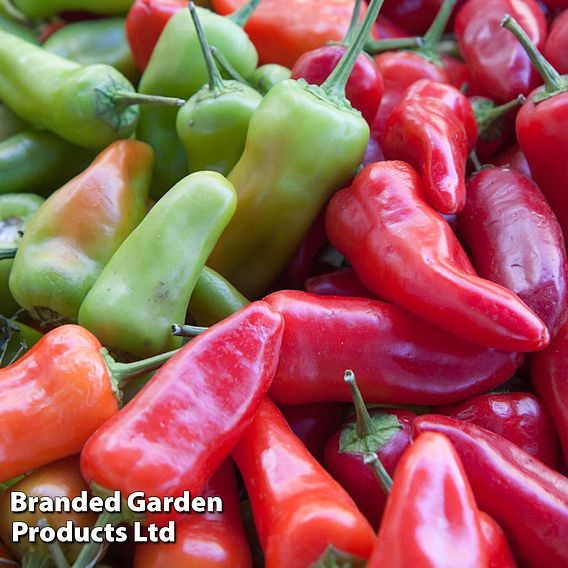 Sweet Pepper 'Gypsy' F1 - Seeds