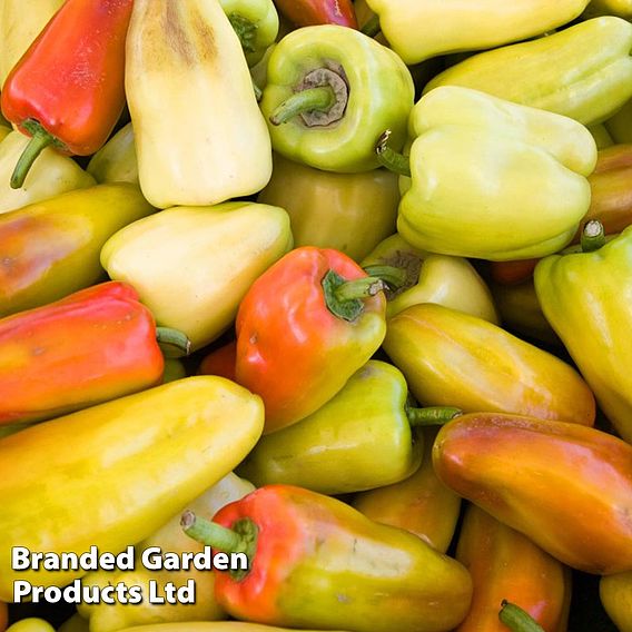 Sweet Pepper 'Gypsy' F1 - Seeds