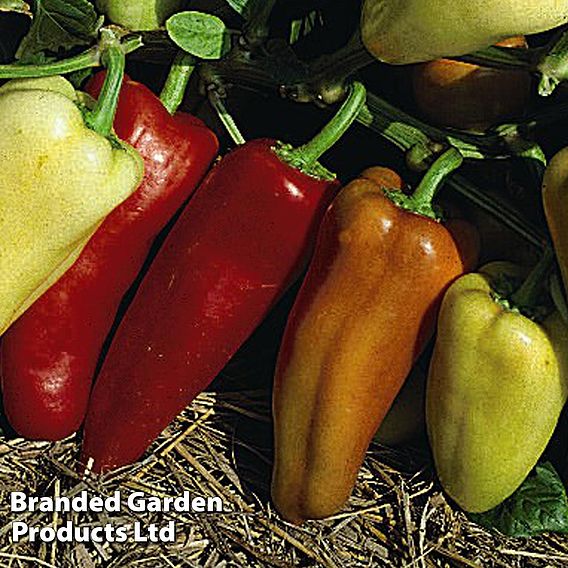 Sweet Pepper 'Gypsy' F1 - Seeds