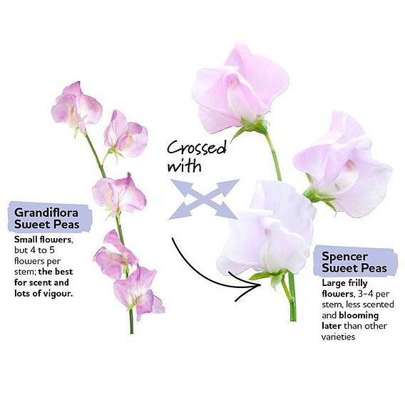 Sweet Pea 'Sublime Scent Mix' - Seeds