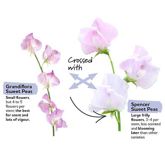 Sweet Pea Seeds - Showbench Mix