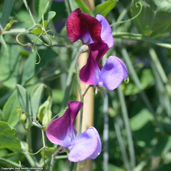 Sweet Pea 'Cupani' - Seeds