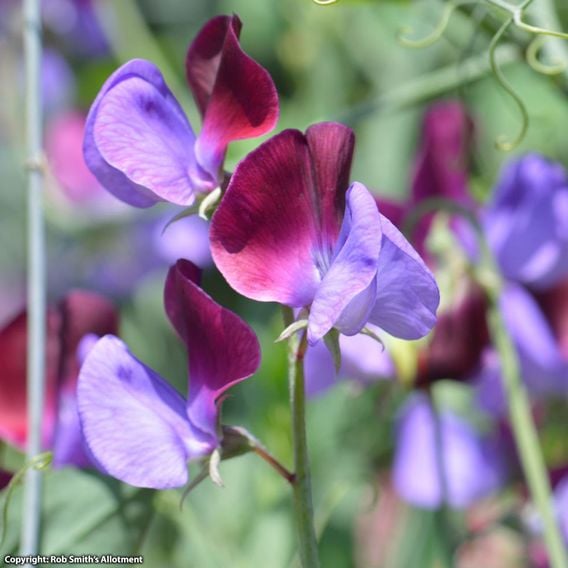 Sweet Pea 'Cupani' - Seeds