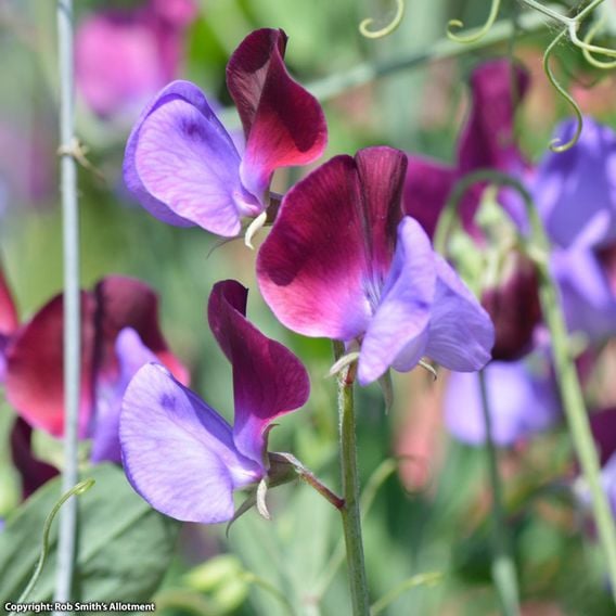 Sweet Pea 'Cupani' - Seeds