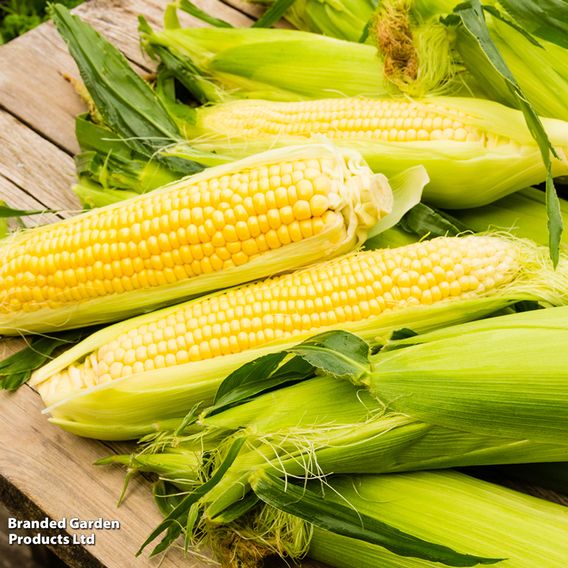 Sweetcorn 'Early Damaun' - Organic Seeds