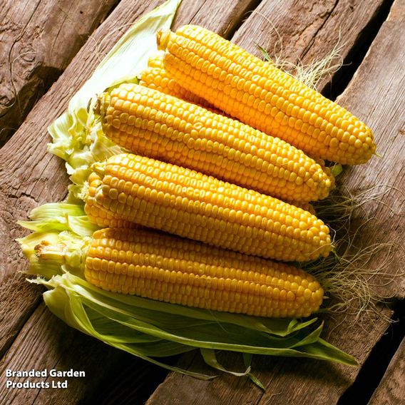 Sweetcorn 'Early Damaun' - Organic Seeds