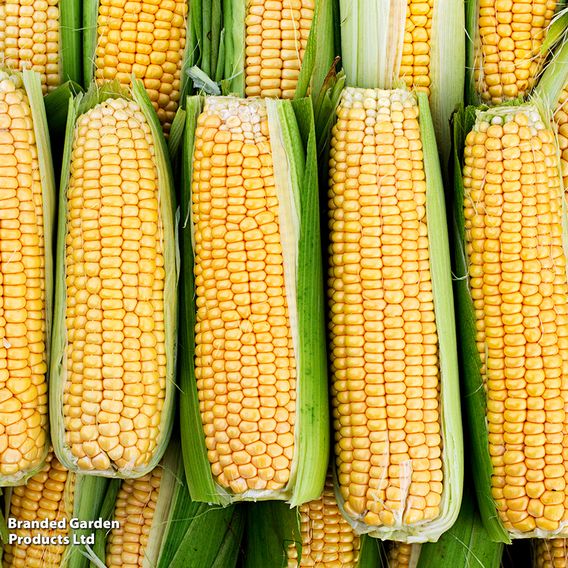 Sweetcorn 'Early Damaun' - Organic Seeds
