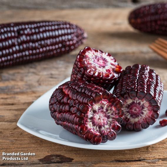 Sweetcorn 'Double Red' - Seeds