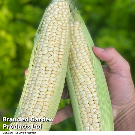 Sweetcorn Eden F1 - Seeds