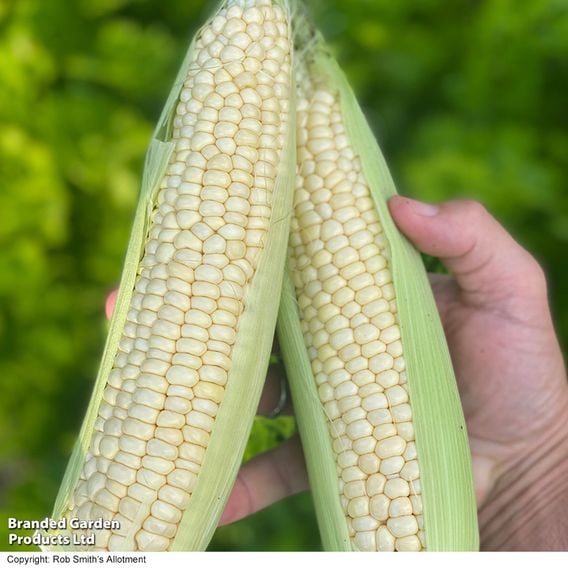 Sweetcorn 'Eden' F1 - Gourmet Veg Seeds