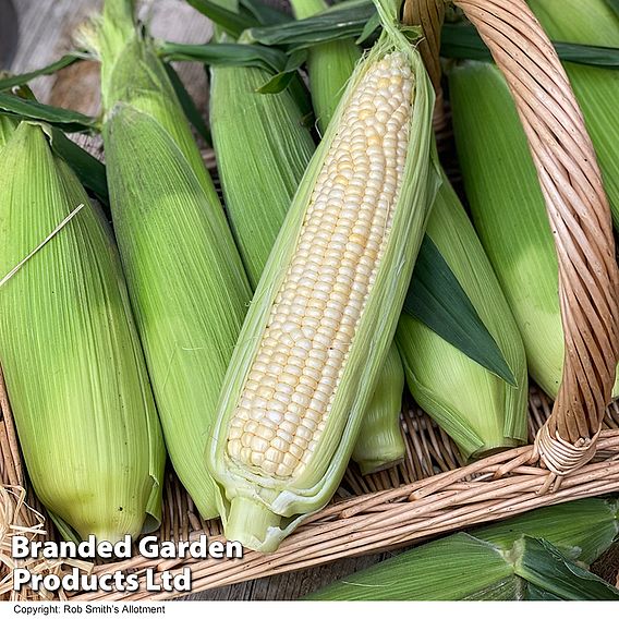 Sweetcorn Eden F1 - Seeds