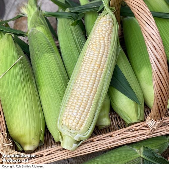 Sweetcorn 'Eden' F1 - Gourmet Veg Seeds