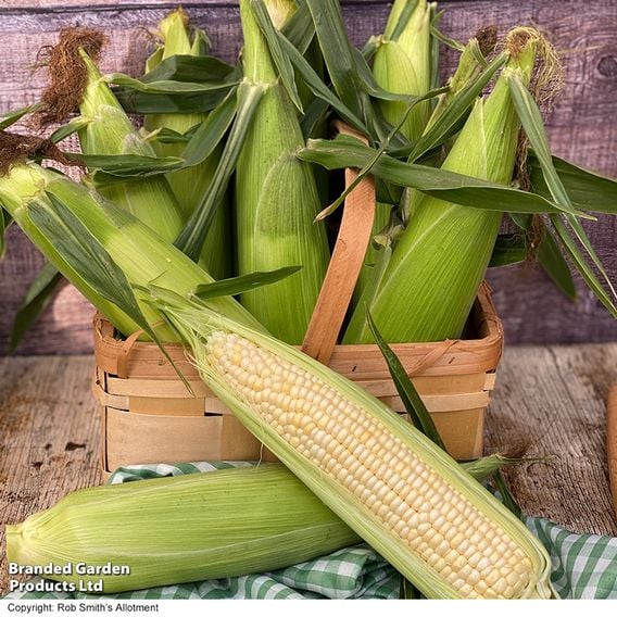 Sweetcorn 'Eden' F1 - Gourmet Veg Seeds