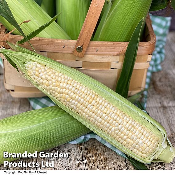 Sweetcorn Eden F1 - Seeds